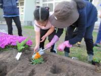 穴を掘り、苗を植え付けます。